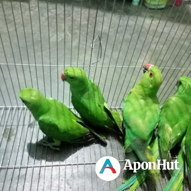 টিয়া পাখি