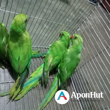 টিয়া পাখি