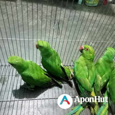 টিয়া পাখি