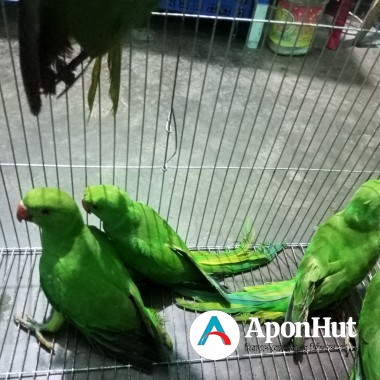 টিয়া পাখি