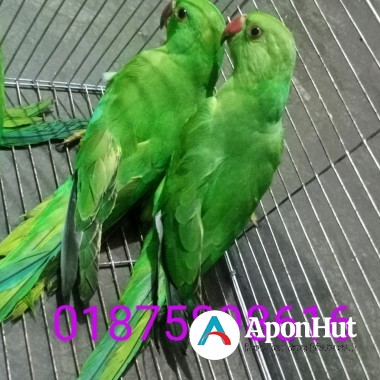 টিয়া পাখি