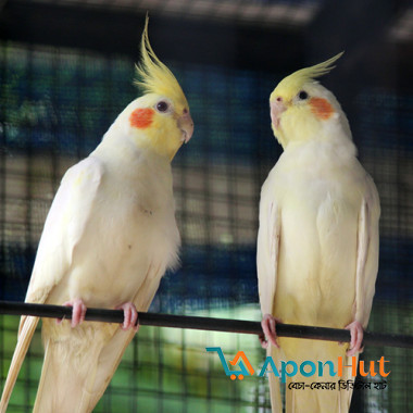 Cockatiel for Sale Best Price in Bangladesh