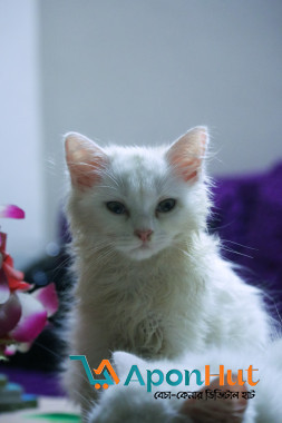 Persian Cute Cat Kitten