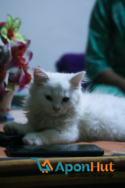 Persian Cute Cat Kitten