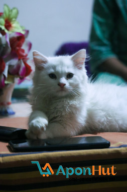 Persian Cute Cat Kitten