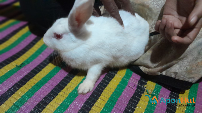 Cute Albino White Rabbit
