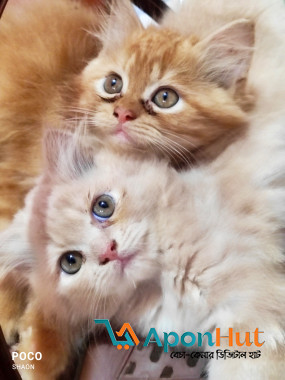 Persian Cat Sale