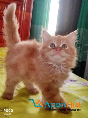 Persian Cat Sale