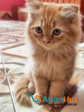 Persian Cat Sale