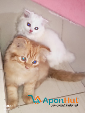 Persian Cat Sale