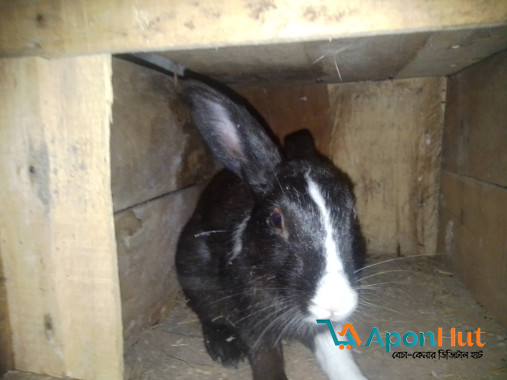 একজোড়া খরগোশ বিক্রি করা হবে