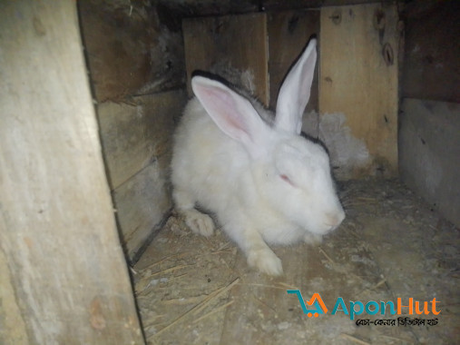 একজোড়া খরগোশ বিক্রি করা হবে