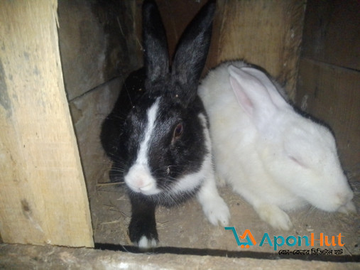 একজোড়া খরগোশ বিক্রি করা হবে