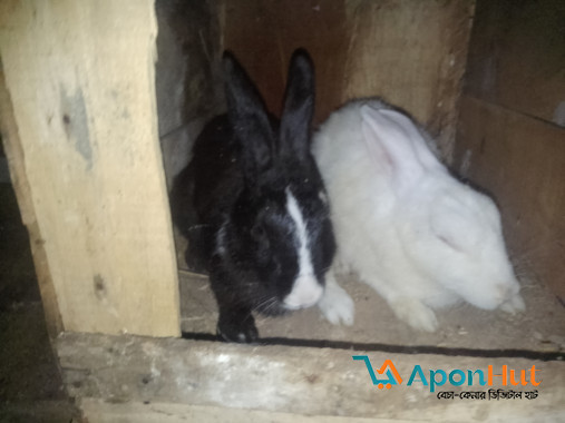 একজোড়া খরগোশ বিক্রি করা হবে