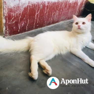 Cat pure Persian cat