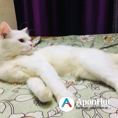 Cat pure Persian cat