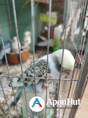 বাজরিগার পাখি ১ জোড়া