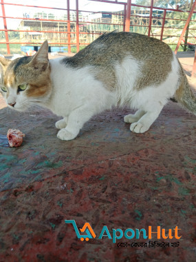 এটা হচ্ছে দেশি বিড়াল কালার টা অনেক সুন্দর দেখলে পছন্দ হবে