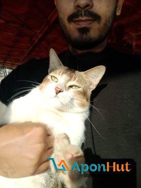 এটা হচ্ছে দেশি বিড়াল কালার টা অনেক সুন্দর দেখলে পছন্দ হবে