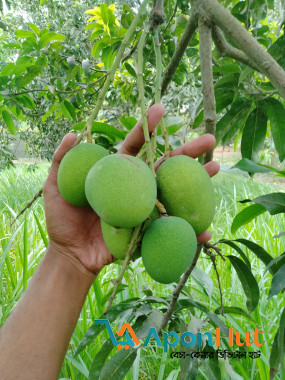 বাগান থেকে সংগ্রহ করা কেমিক্যাল মুক্ত ফ্রেশ আম, ক্যাশ অন ডেলিভারি