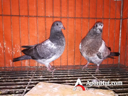 Healthy High flying pigeon baby pair
