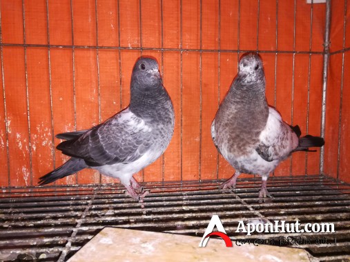 Healthy High flying pigeon baby pair