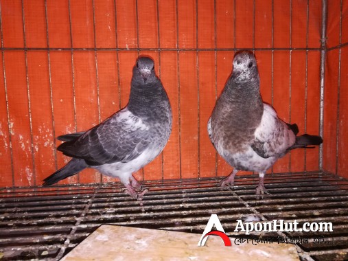 Healthy High flying pigeon baby pair