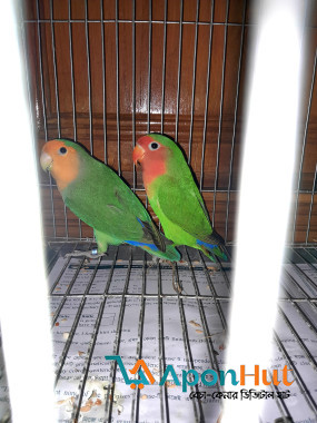 Love bird sale