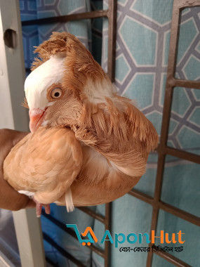 জ্যাকোবিন ও ঝর্ণা সার্টিন