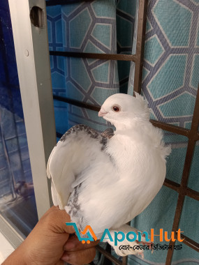 জ্যাকোবিন ও ঝর্ণা সার্টিন