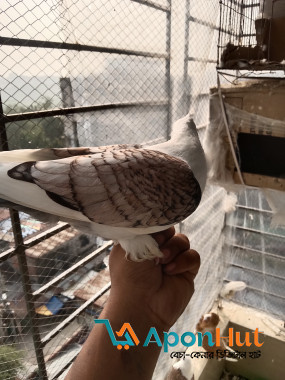 জ্যাকোবিন ও ঝর্ণা সার্টিন
