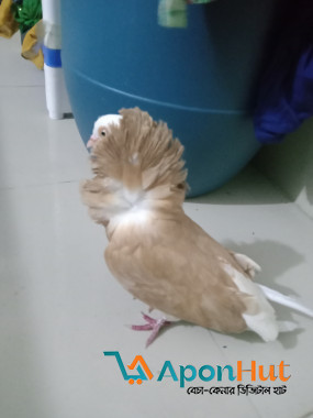 জ্যাকোবিন ও ঝর্ণা সার্টিন