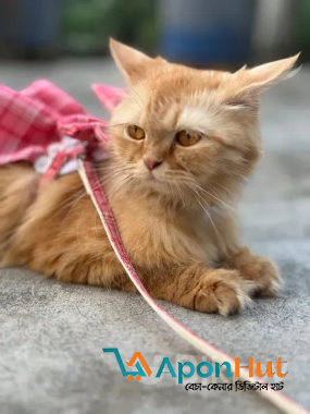 Parsian cat