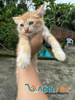 Parsian cat