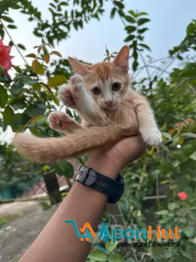 Parsian cat