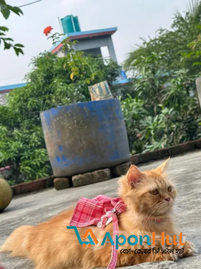 Parsian cat