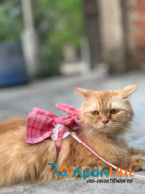 Parsian cat