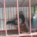 হোমা কবুতর