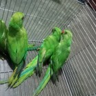 টিয়া পাখি