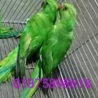 টিয়া পাখি