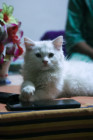 Persian Cute Cat Kitten