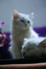 Persian Cute Cat Kitten