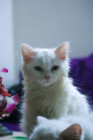 Persian Cute Cat Kitten