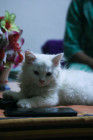 Persian Cute Cat Kitten