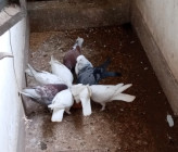 কবুতর বিক্রি করবো