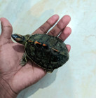 Turtle (কাছিম)