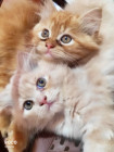 Persian Cat Sale