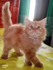 Persian Cat Sale