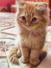 Persian Cat Sale