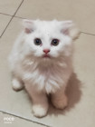 Persian Cat Sale